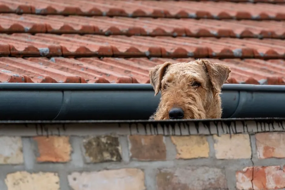 A humorous portrait of an Airedale Terrier peeking over a stone wall with a red tiled roof.